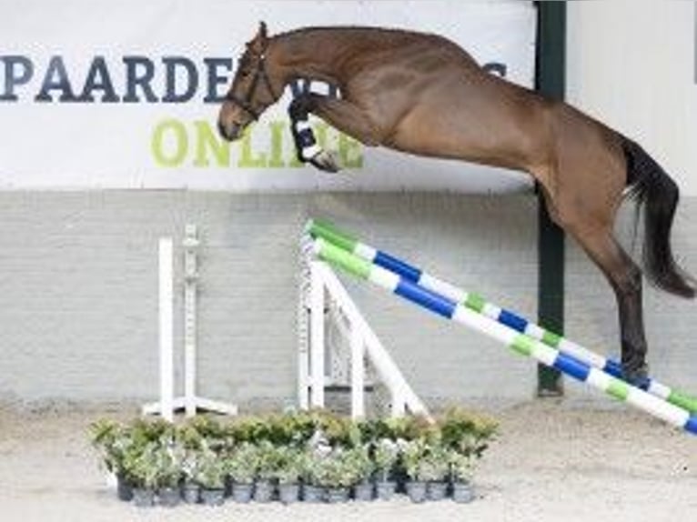 Belgijski koń gorącokrwisty Wałach 3 lat 174 cm Jasnogniada in Heerde