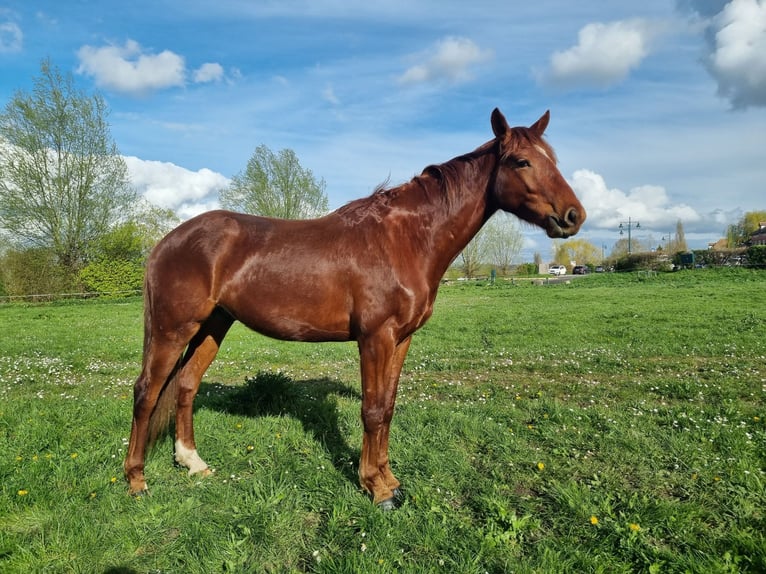 Belgijski koń gorącokrwisty Wałach 4 lat 156 cm Ciemnokasztanowata in Poses