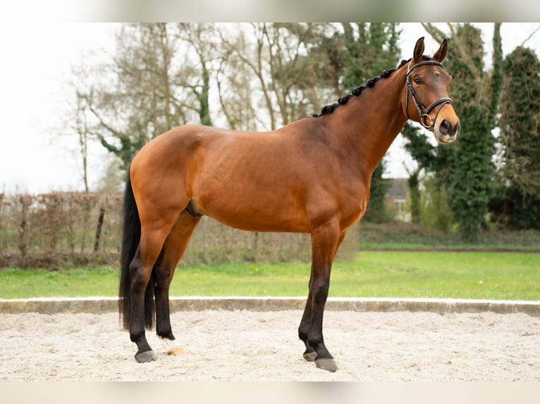 Belgijski koń gorącokrwisty Wałach 4 lat 160 cm Gniada in Duffel