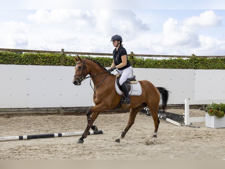 Belgijski koń gorącokrwisty Wałach 4 lat 162 cm Gniada in Waddinxveen