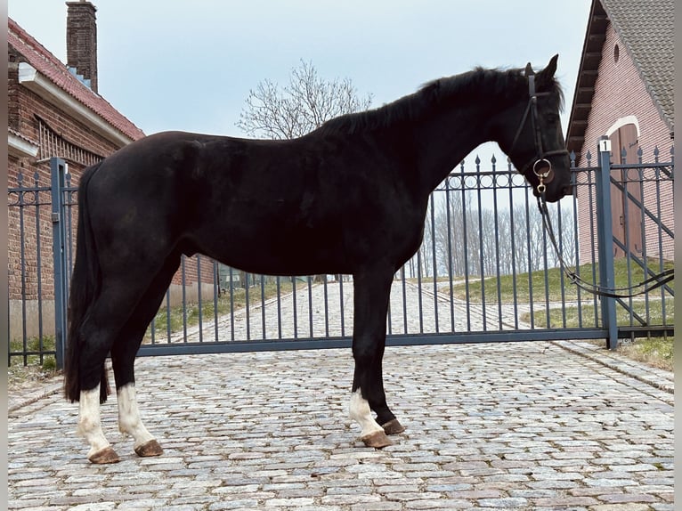 Belgijski koń gorącokrwisty Wałach 4 lat 162 cm Kara in Denderhoutem
