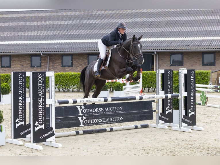 Belgijski koń gorącokrwisty Wałach 4 lat 162 cm Kara in Waddinxveen