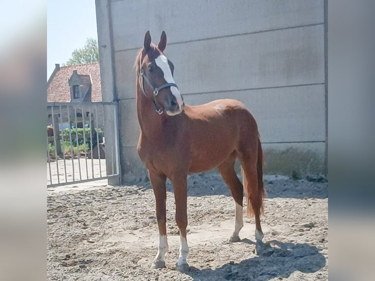 Belgijski koń gorącokrwisty Wałach 4 lat 165 cm Kasztanowata in Mannekensvere