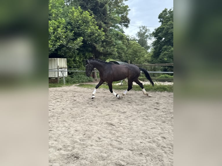 Belgijski koń gorącokrwisty Wałach 4 lat 165 cm in Witten