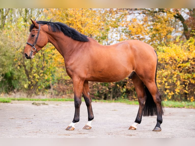 Belgijski koń gorącokrwisty Wałach 4 lat 172 cm Gniada in Bladel