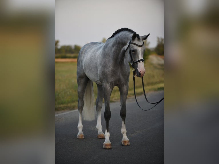 Belgijski koń gorącokrwisty Wałach 4 lat 172 cm Siwa in Snina