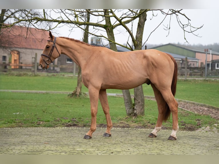 Belgijski koń gorącokrwisty Wałach 4 lat 176 cm Kasztanowata in Wijchmaal