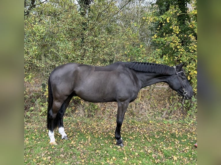 Belgijski koń gorącokrwisty Wałach 5 lat 166 cm Kara in Walsham Le Willows