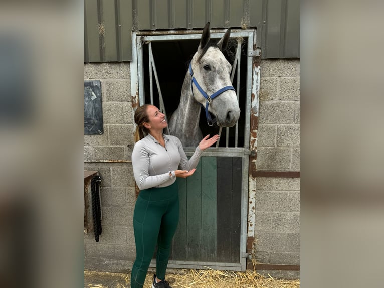 Belgijski koń gorącokrwisty Wałach 5 lat 166 cm Siwa in Sint-Amands