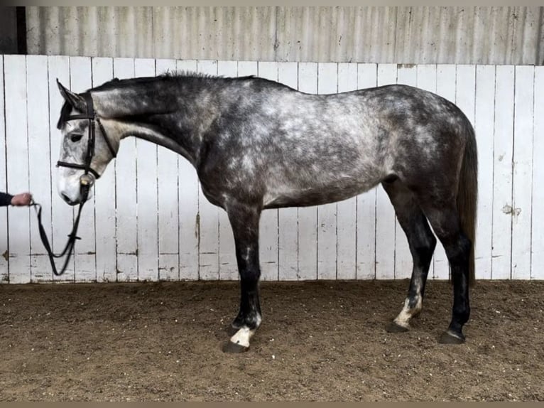 Belgijski koń gorącokrwisty Wałach 5 lat 166 cm Siwa in Canterbury