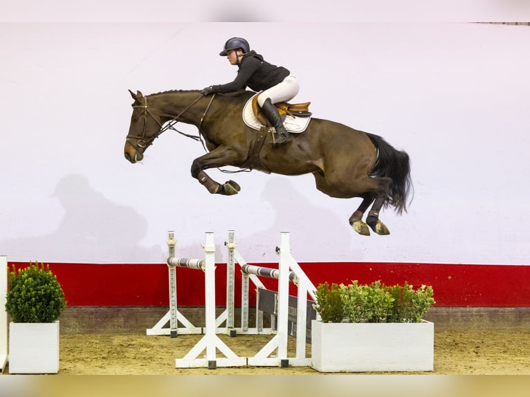 Belgijski koń gorącokrwisty Wałach 5 lat 167 cm Ciemnogniada in Waddinxveen