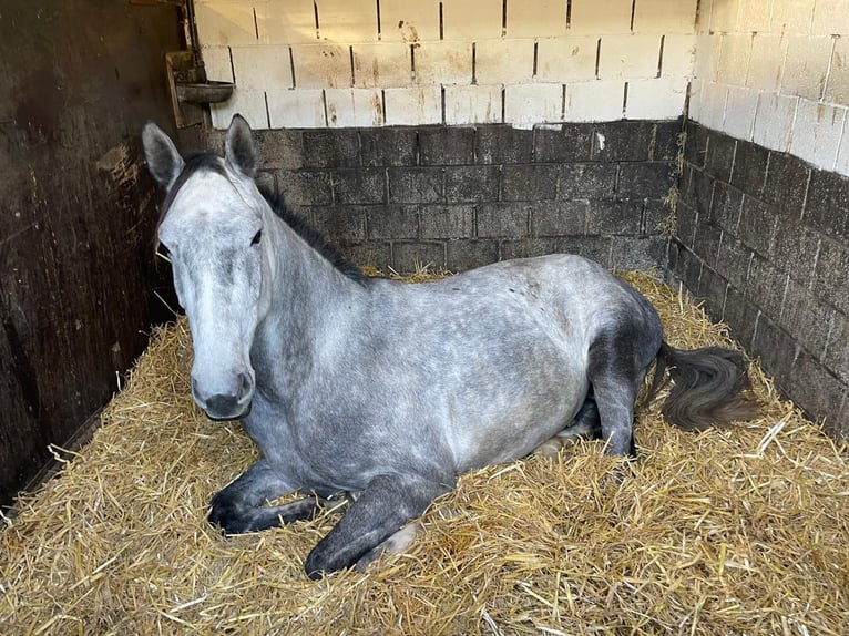 Belgijski koń gorącokrwisty Wałach 5 lat 167 cm Siwa in Sint-Amands