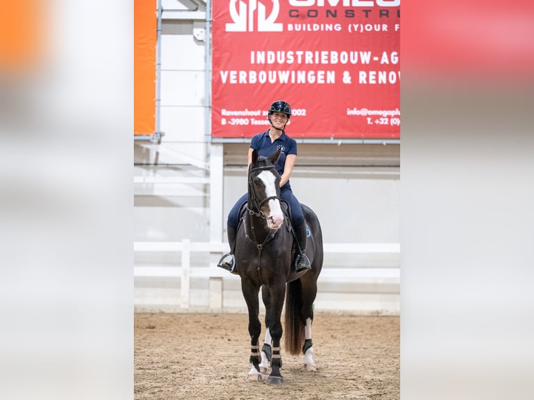 Belgijski koń gorącokrwisty Wałach 5 lat 170 cm Ciemnogniada in GROTE-BROGEL