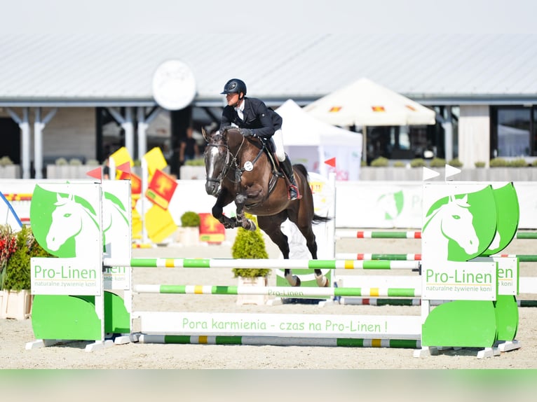 Belgijski koń gorącokrwisty Wałach 5 lat 170 cm Skarogniada in Wrocław