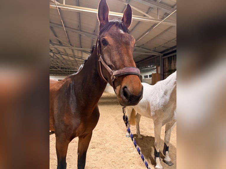 Belgijski koń gorącokrwisty Wałach 5 lat 171 cm Ciemnogniada in Passau