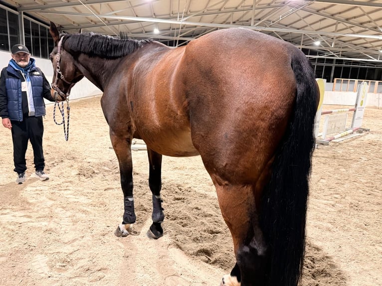 Belgijski koń gorącokrwisty Wałach 5 lat 171 cm Ciemnogniada in Passau