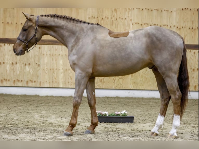 Belgijski koń gorącokrwisty Wałach 5 lat 174 cm Ciemnokasztanowata in Dornburg