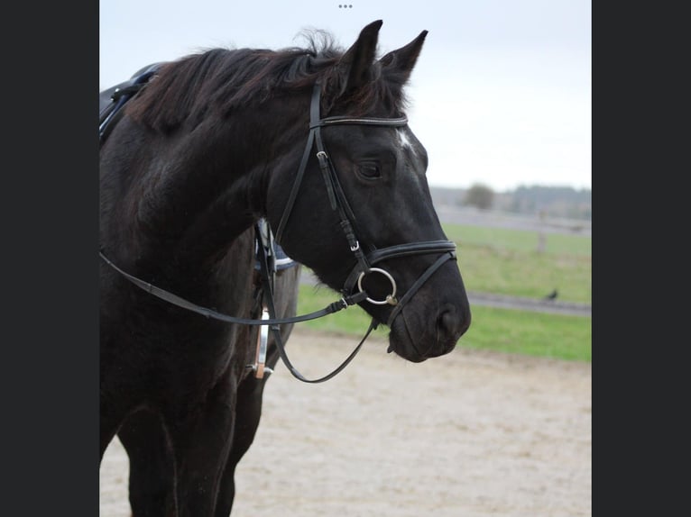Belgijski koń gorącokrwisty Wałach 5 lat 174 cm Skarogniada in Genappe