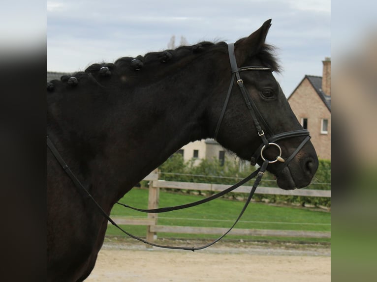 Belgijski koń gorącokrwisty Wałach 5 lat 174 cm Skarogniada in Genappe