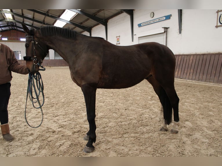 Belgijski koń gorącokrwisty Wałach 6 lat 165 cm Gniada in Geeste