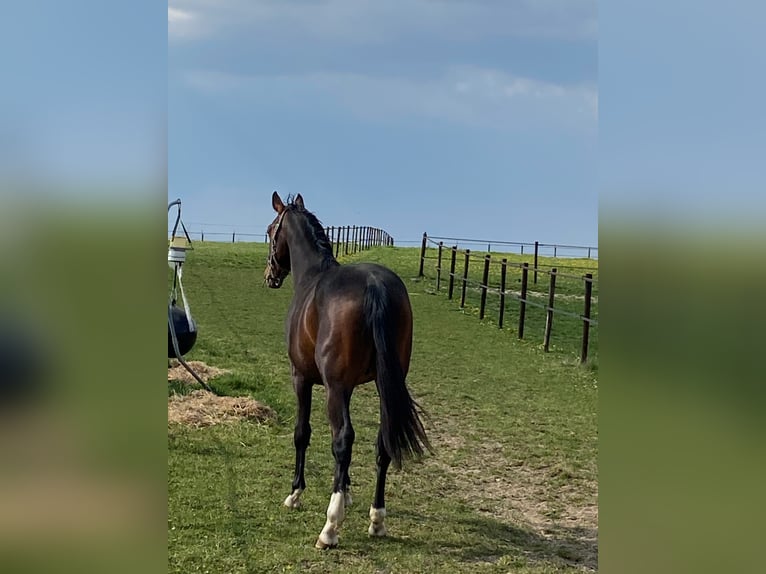Belgijski koń gorącokrwisty Wałach 6 lat 168 cm Ciemnogniada in Fernelmont