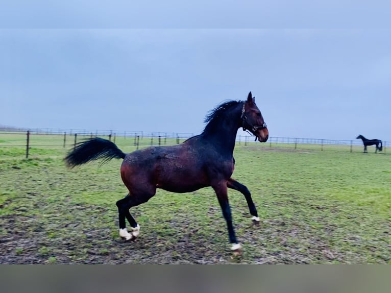 Belgijski koń gorącokrwisty Wałach 6 lat 168 cm Ciemnogniada in Fernelmont
