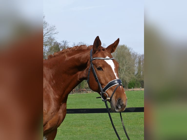 Belgijski koń gorącokrwisty Wałach 6 lat 168 cm Kasztanowata in Kempen