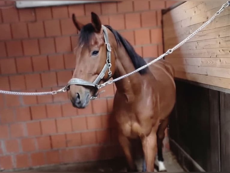 Belgijski koń gorącokrwisty Wałach 6 lat 170 cm Gniada in Lünen