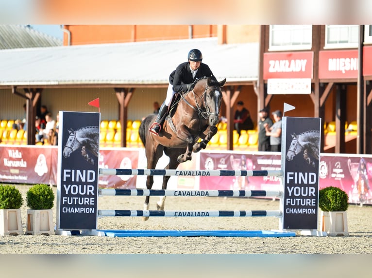 Belgijski koń gorącokrwisty Wałach 6 lat 170 cm Skarogniada in Wrocław