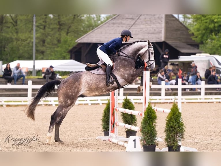 Belgijski koń gorącokrwisty Wałach 6 lat 176 cm Siwa jabłkowita in Gajewniki