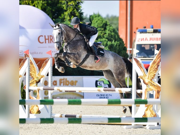 Belgijski koń gorącokrwisty Wałach 6 lat 176 cm Siwa jabłkowita in Gajewniki