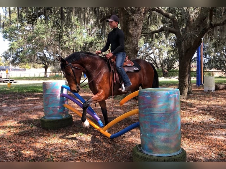 Belgijski koń gorącokrwisty Wałach 6 lat Gniada in Brooksville, FL
