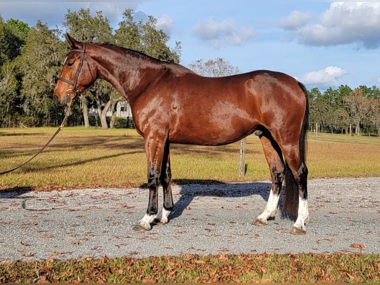 Belgijski koń gorącokrwisty Wałach 6 lat Gniada in Brooksville, FL