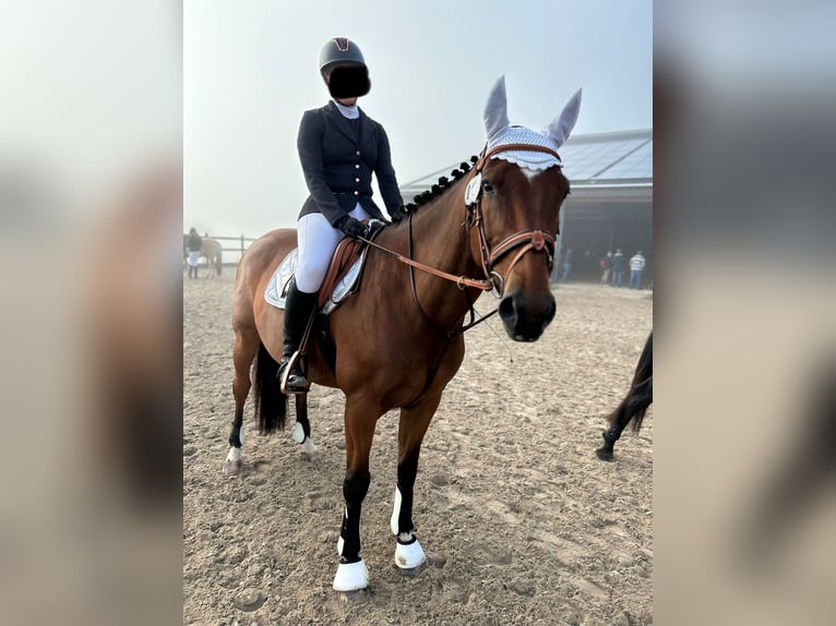 Belgijski koń gorącokrwisty Wałach 7 lat 158 cm Gniada in Boulaide