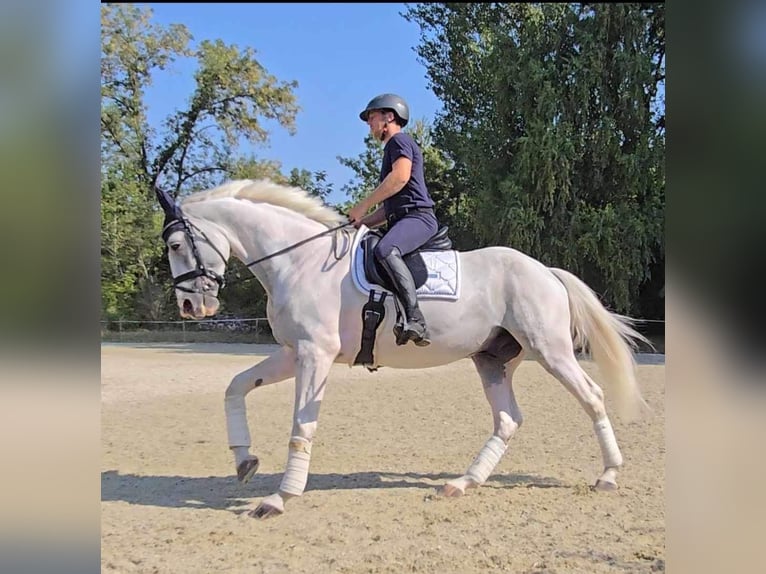 Belgijski koń gorącokrwisty Wałach 7 lat 165 cm Siwa in Rümpel/Elmenhorst