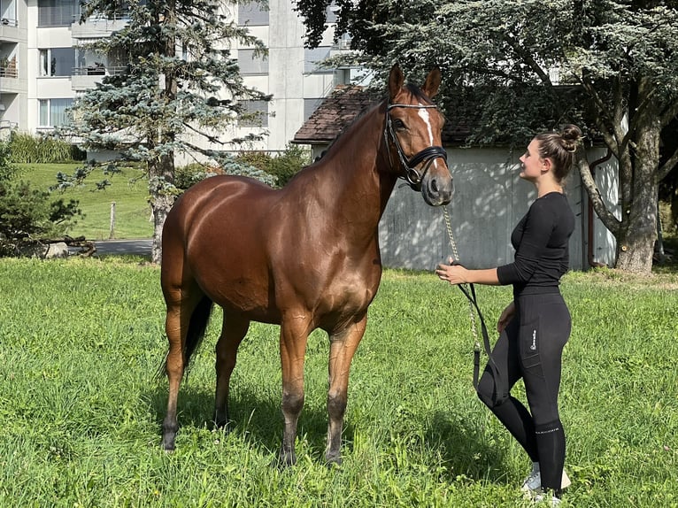 Belgijski koń gorącokrwisty Wałach 7 lat 166 cm Gniada in Reinach