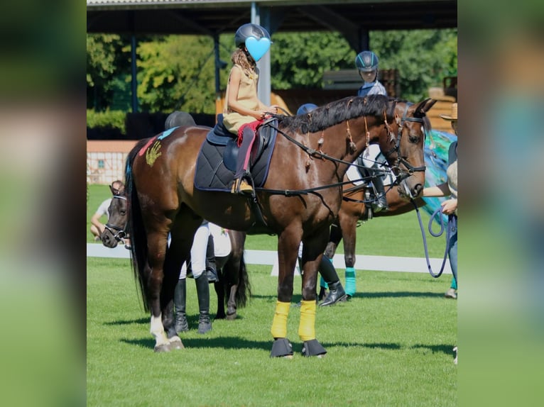 Belgijski koń gorącokrwisty Wałach 7 lat 168 cm Ciemnogniada in Kerpen