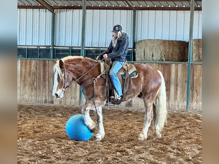 Belgijski koń gorącokrwisty Wałach 7 lat 168 cm Ciemnokasztanowata in Jacksboro, TX