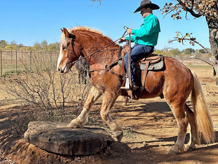 Belgijski koń gorącokrwisty Wałach 7 lat 168 cm Ciemnokasztanowata in Jacksboro, TX