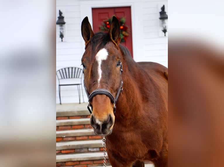 Belgijski koń gorącokrwisty Wałach 7 lat Gniada in Highland, MI