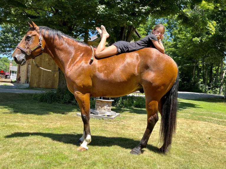 Belgijski koń gorącokrwisty Wałach 8 lat 160 cm Gniada in Northfield, MA