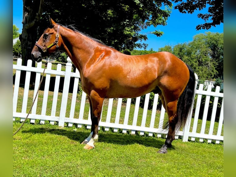 Belgijski koń gorącokrwisty Wałach 8 lat 160 cm Gniada in Northfield, MA