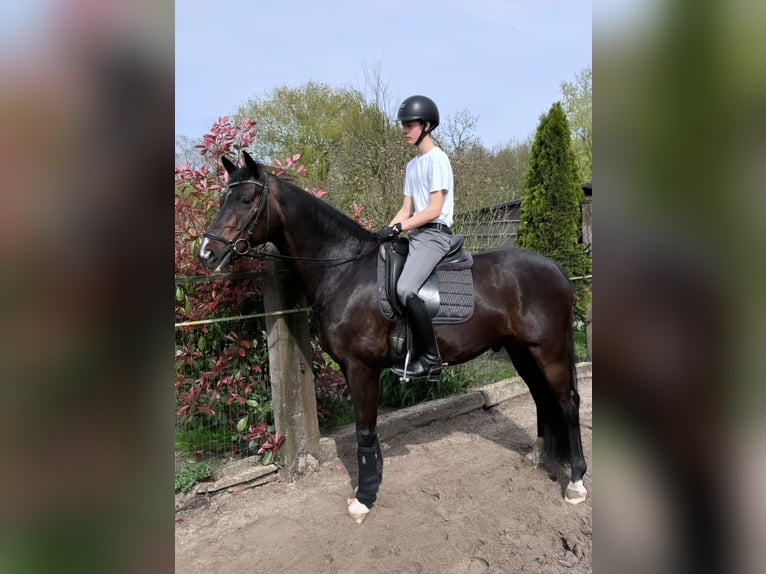 Belgijski koń gorącokrwisty Wałach 8 lat 168 cm Ciemnogniada in Puurs
