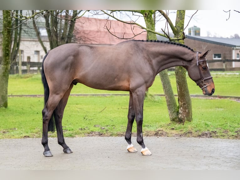 Belgijski koń gorącokrwisty Wałach 8 lat 168 cm Gniada in Bocholt