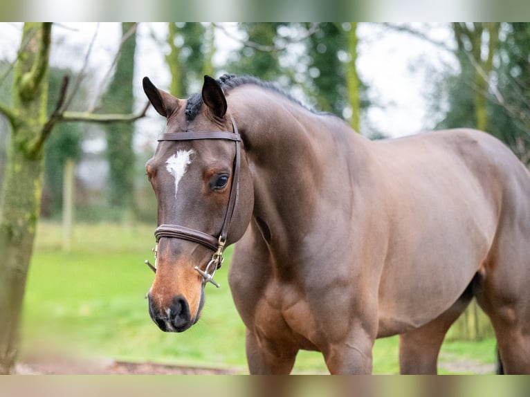 Belgijski koń gorącokrwisty Wałach 8 lat 168 cm Gniada in Bocholt