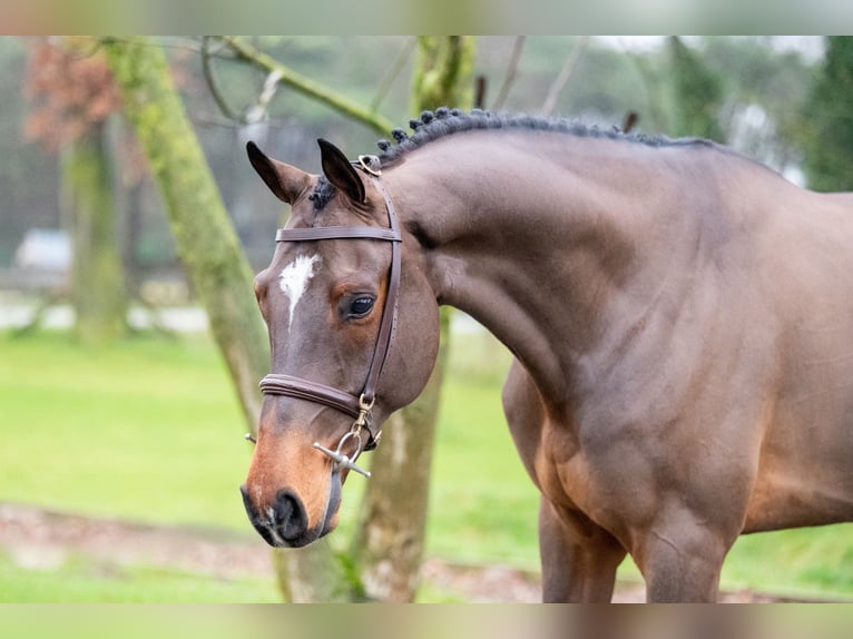 Belgijski koń gorącokrwisty Wałach 8 lat 168 cm Gniada in Bocholt