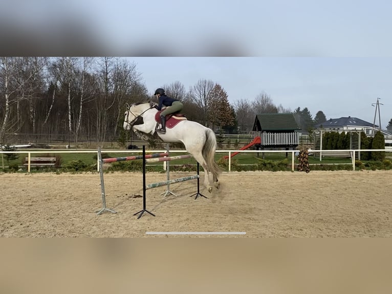 Belgijski koń gorącokrwisty Wałach 8 lat 174 cm Siwa in Lublin