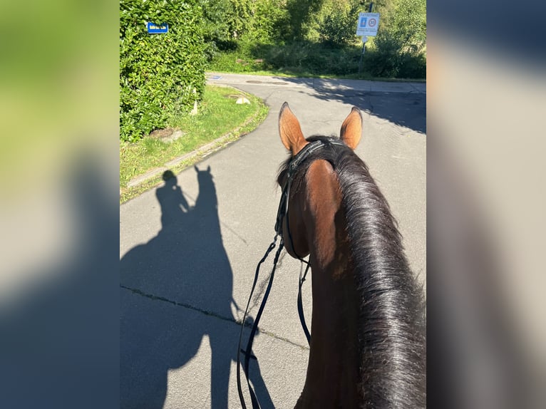 Belgijski koń gorącokrwisty Wałach 8 lat 176 cm Ciemnogniada in Berg