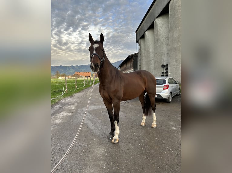 Belgijski koń gorącokrwisty Wałach 9 lat 164 cm Gniada in Siebnen