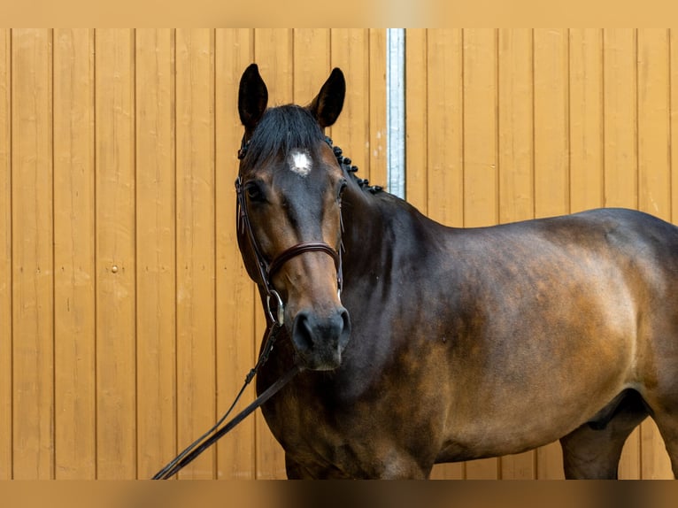 Belgijski koń gorącokrwisty Wałach 9 lat 168 cm Gniada in Windeck